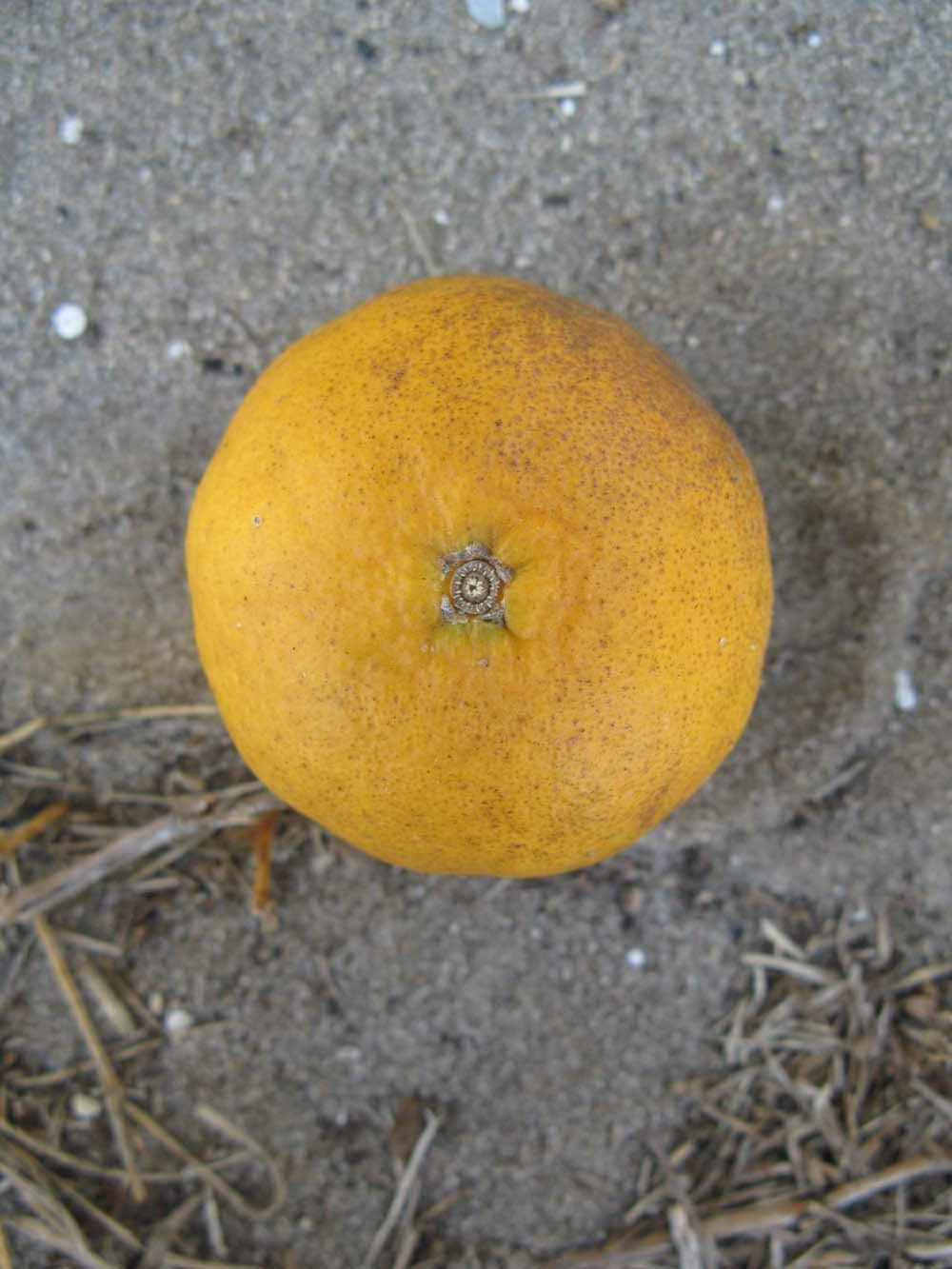              Fruit (Winter Haven, FL)       